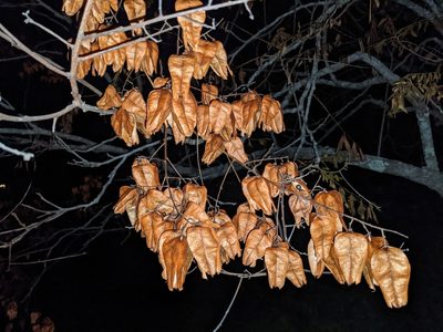 Koelreuteria paniculata, photographed by Zac Peterson