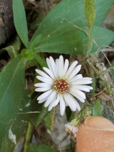 Symphyotrichum eulae, photographed by Jo Roberts