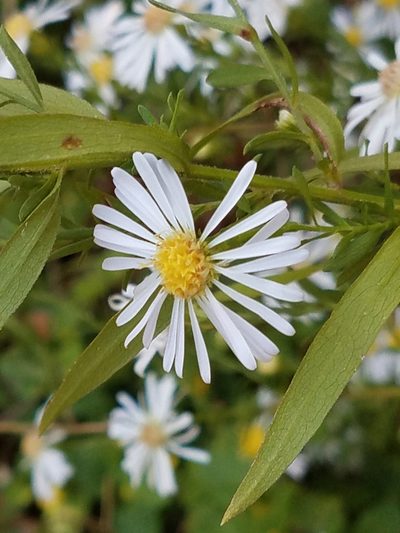 Symphyotrichum eulae, photographed by Jo Roberts