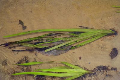 Sparganium americanum, photographed by Michelle W. （鍾偉瑋）