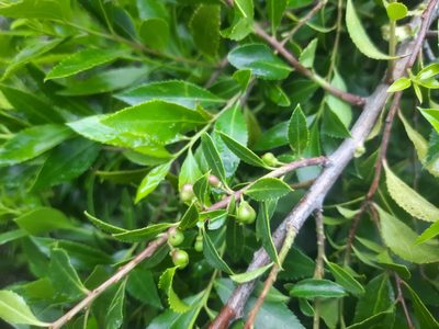 Maytenus boaria, photographed by Alice Shanks