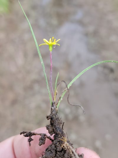 Hypoxis wrightii, photographed by Jay Horn