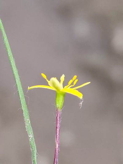 Hypoxis wrightii, photographed by Jay Horn