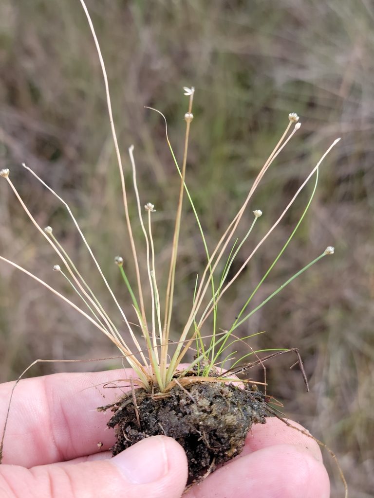 Eriocaulon ravenelii, photographed by Jay Horn