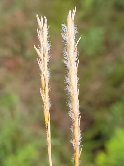 Elionurus tripsacoides, photographed by Jay Horn
