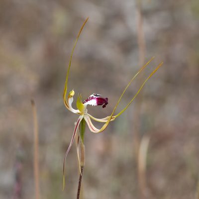 Caladenia tentaculata, photographed by Kym Nicolson