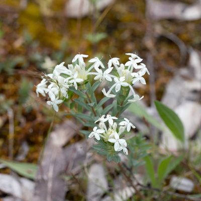 Pimelea humilis, photographed by Kym Nicolson