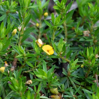 Pultenaea pedunculata, photographed by Kym Nicolson