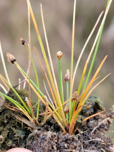 Eleocharis atropurpurea, photographed by Jay Horn