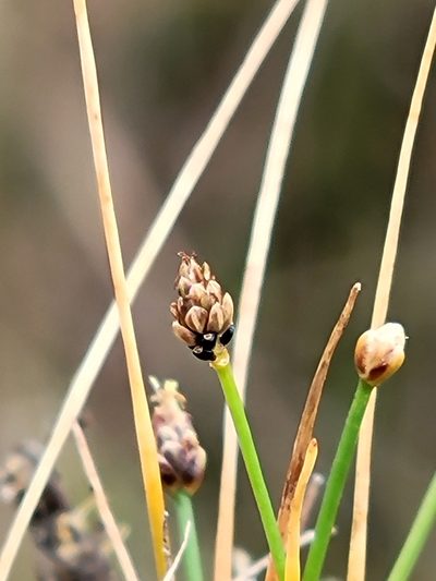 Eleocharis atropurpurea, photographed by Jay Horn