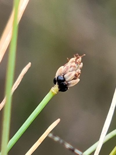 Eleocharis atropurpurea, photographed by Jay Horn