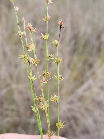 Scleria verticillata, photographed by Jay Horn
