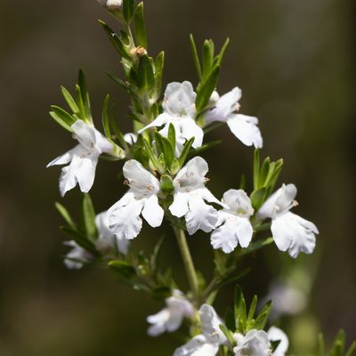 Prostanthera behriana, photographed by Kym Nicolson