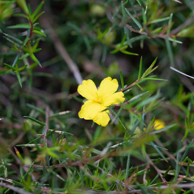 Hibbertia exutiacies, photographed by Kym Nicolson
