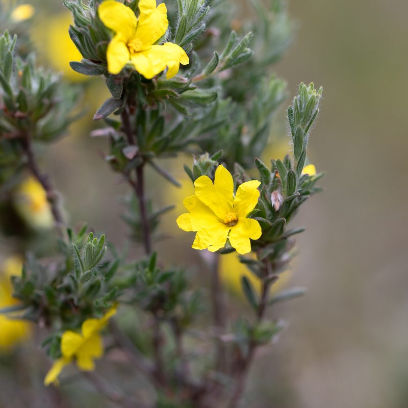 Hibbertia crinita, photographed by Kym Nicolson