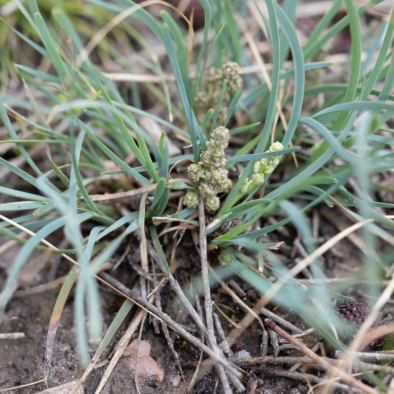 Lomandra nana, photographed by Kym Nicolson