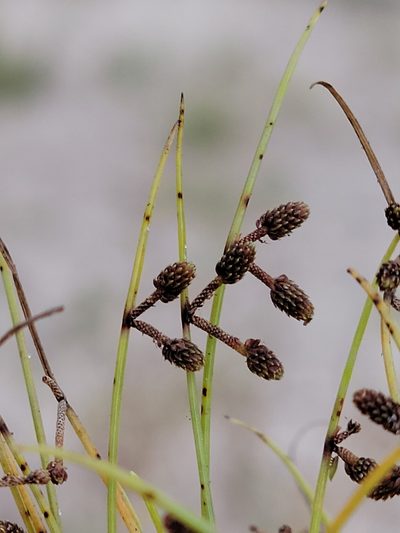 Cyperus subsquarrosus, photographed by Jay Horn