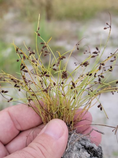 Cyperus subsquarrosus, photographed by Jay Horn