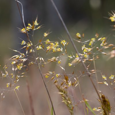 Pentameris pallida, photographed by Kym Nicolson
