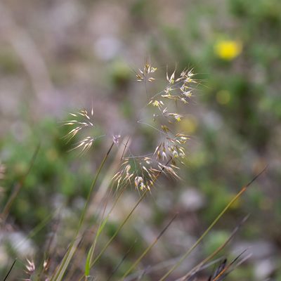 Pentameris pallida, photographed by Kym Nicolson