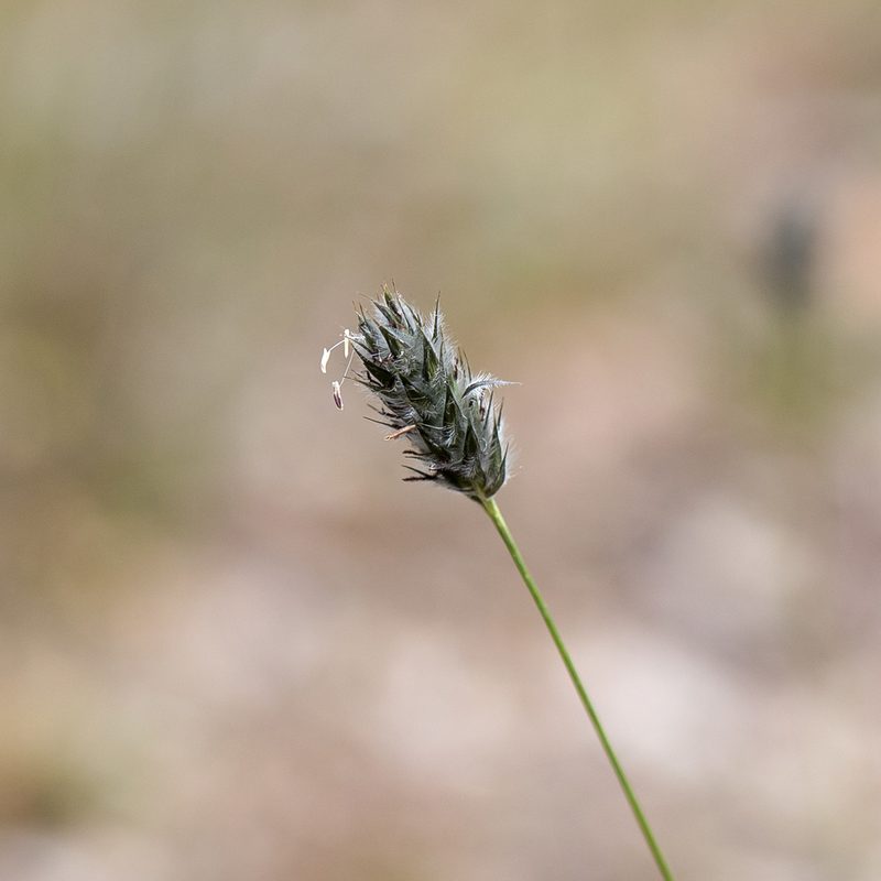 Neurachne alopecuroidea, photographed by Kym Nicolson