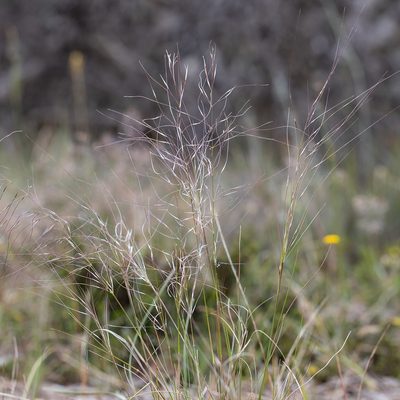Austrostipa scabra, photographed by Kym Nicolson
