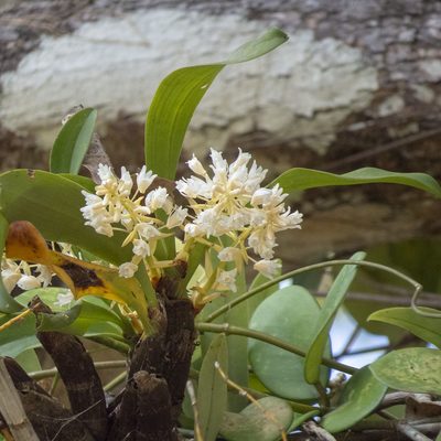 Pinalia bractescens, photographed by Paulmathi Vinod