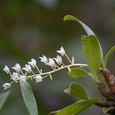 Pinalia bractescens, photographed by Paulmathi Vinod