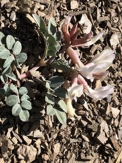 Astragalus kelseyae, photographed by jk6000