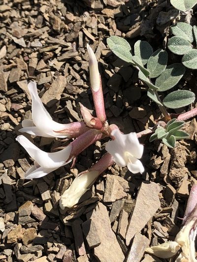 Astragalus kelseyae, photographed by jk6000