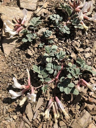 Astragalus kelseyae, photographed by jk6000