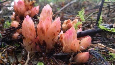 Hemitomes congestum, photographed by Alan Rockefeller
