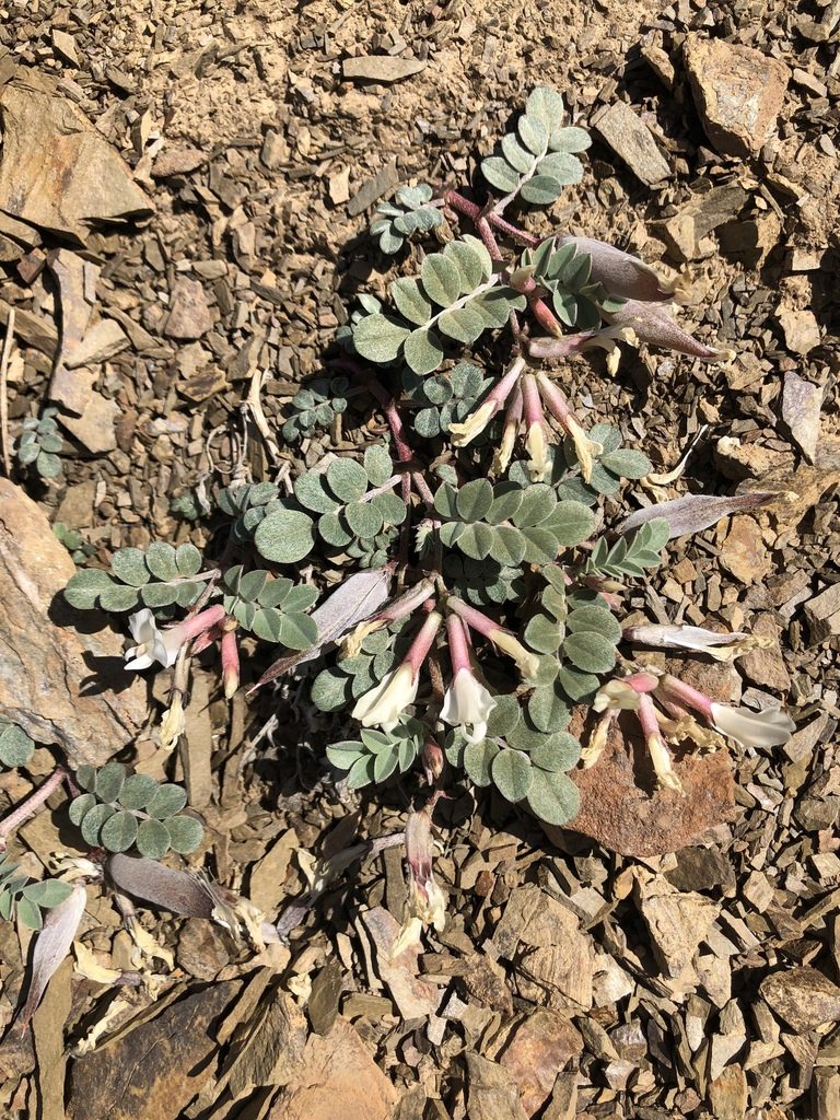 Astragalus kelseyae, photographed by jk6000