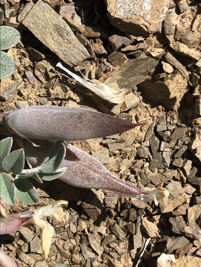 Astragalus kelseyae, photographed by jk6000