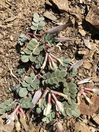 Astragalus kelseyae, photographed by jk6000