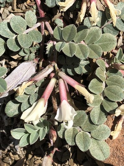 Astragalus kelseyae, photographed by jk6000