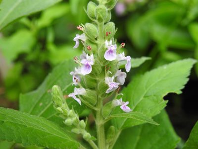 Teucrium vesicarium, photographed by Eduardo Luis Beltrocco