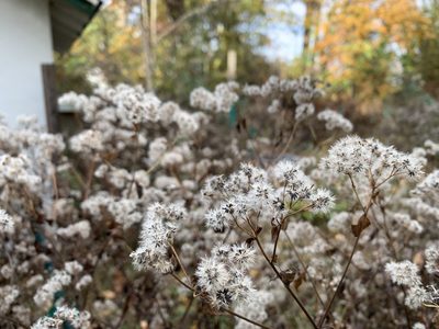 Ageratina altissima, photographed by Eric Baratta