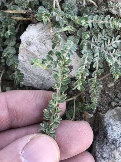 Euphorbia laredana, photographed by Sam Kieschnick