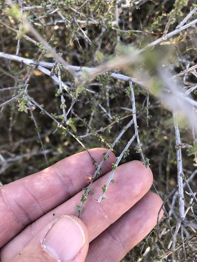 Krameria ramosissima, photographed by Sam Kieschnick