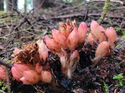 Hemitomes congestum, photographed by Mandy Hackney