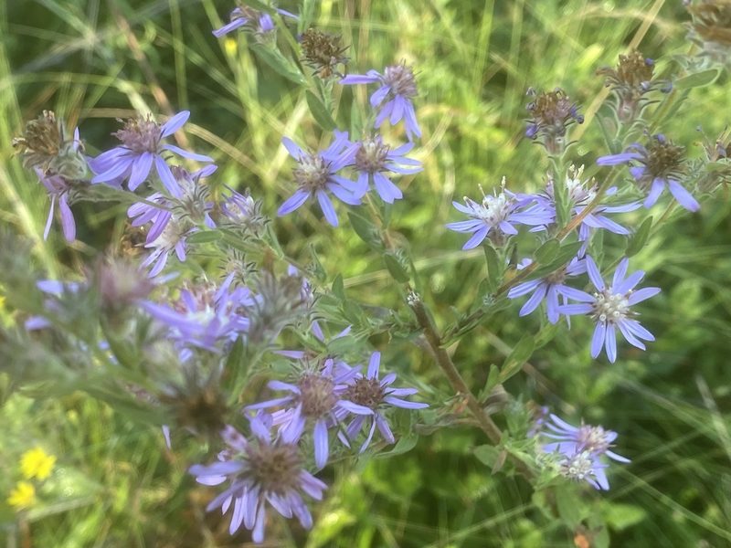 Symphyotrichum plumosum, photographed by Dwight Kingsbury
