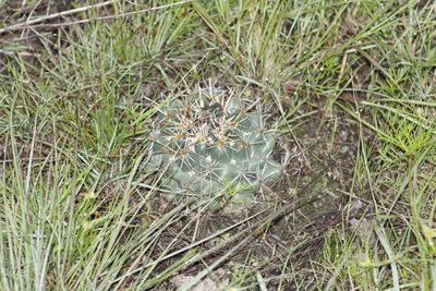 Coryphantha ottonis, photographed by Juan Cruzado Cortés