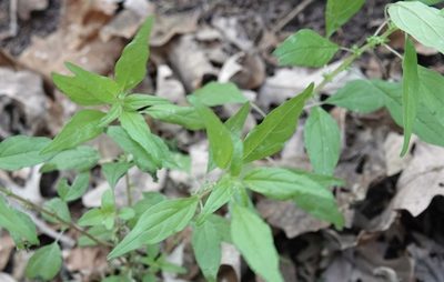 Parietaria pensylvanica, photographed by Colin Croft