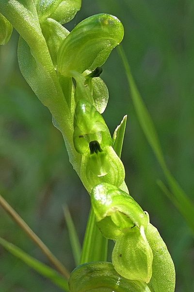 Pterostylis bicolor, photographed by Max Campbell