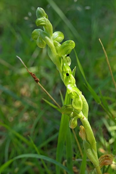 Pterostylis bicolor, photographed by Max Campbell