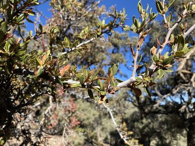 Cercocarpus ledifolius, photographed by Bob Walker
