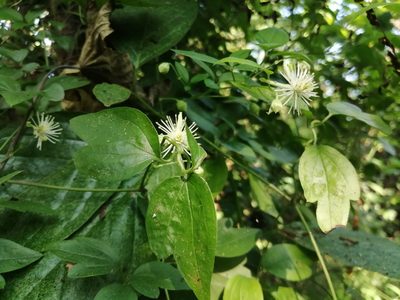 Clematis formosana, photographed by 五色鳥