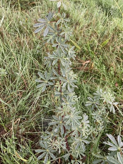 Lupinus rivularis, photographed by Caleb Catto