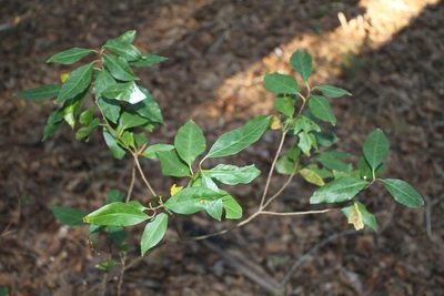 Ditrysinia fruticosa, photographed by Reid Hardin
